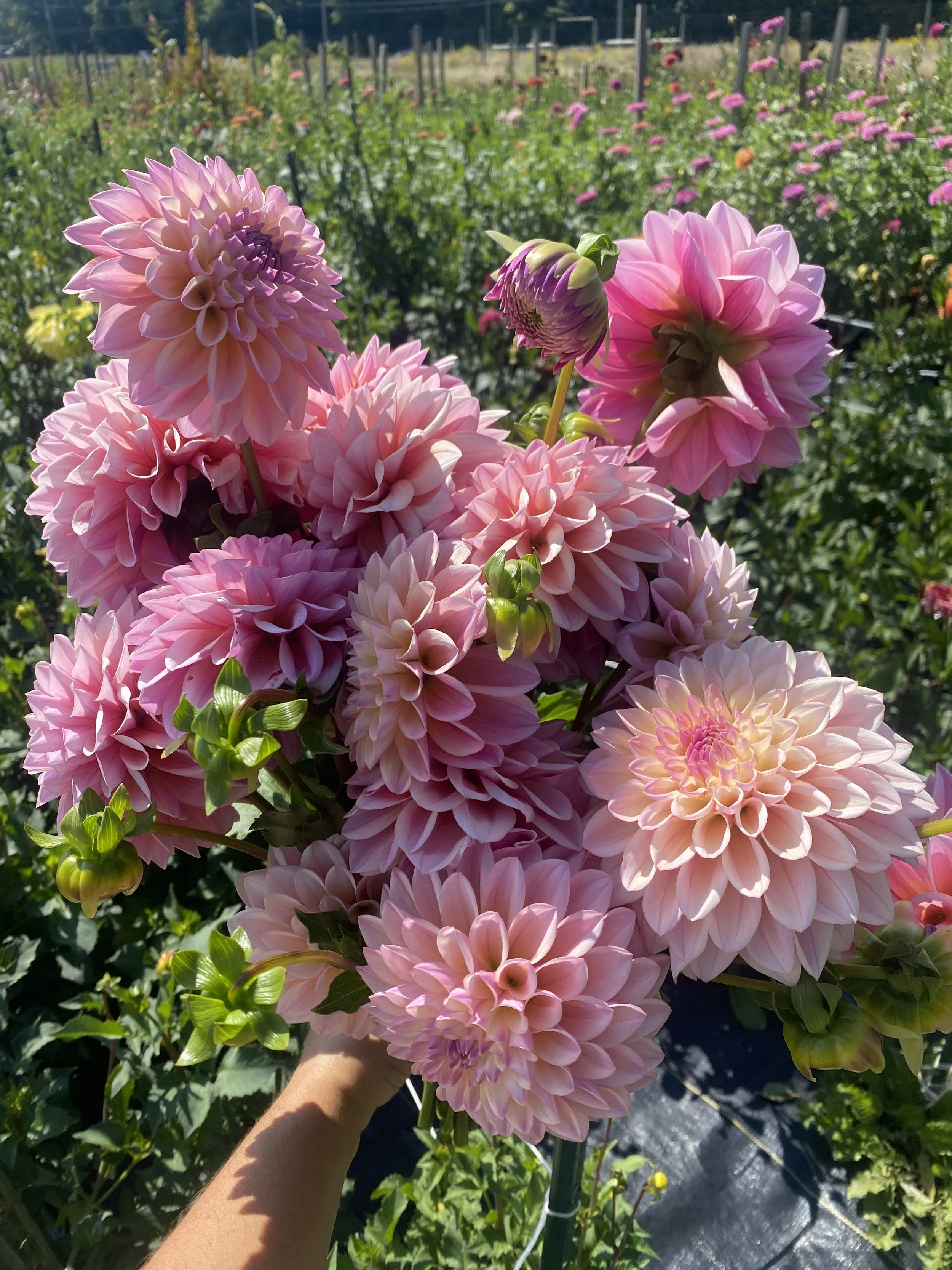 Castle Drive Dahlia Tubers for Sale — Heirloom Soul Florals
